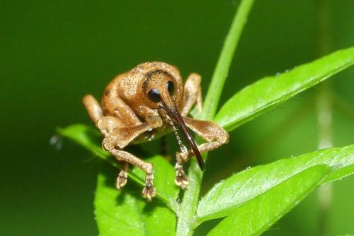 Réf. 230 774 : Curculio nucum